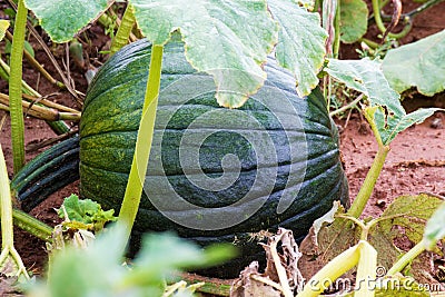 Green Pumpkin Growing Stock Photo